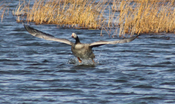 Canada Goose hybrid