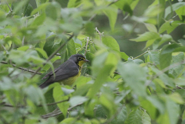 Canada Warbler