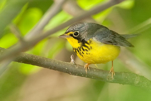 Canada Warbler