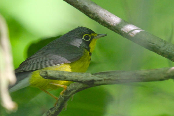 Canada Warbler