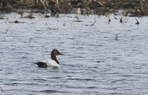 Canvasback