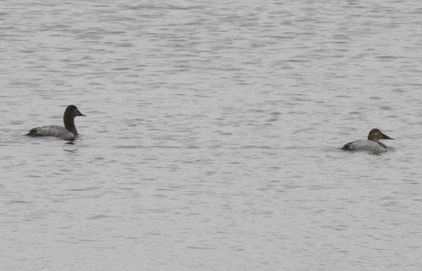 Canvasbacks