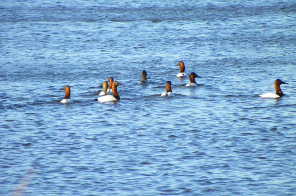 Canvasbacks