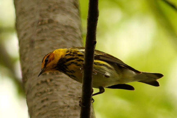 Cape May Warbler