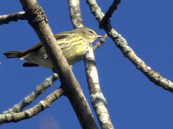 Cape May Warbler