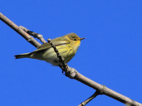 Cape May Warbler