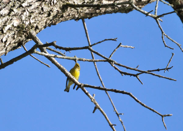 Cape May Warbler