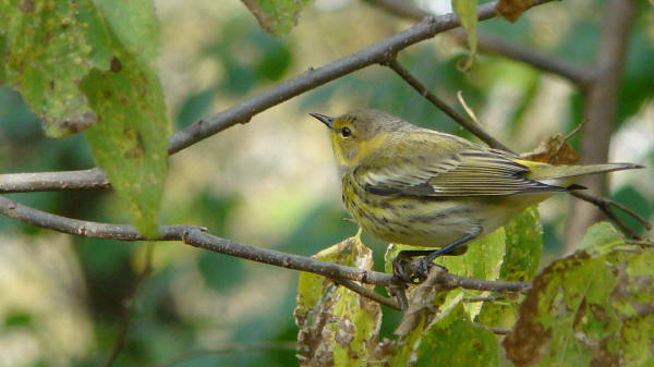 Cape May Warbler