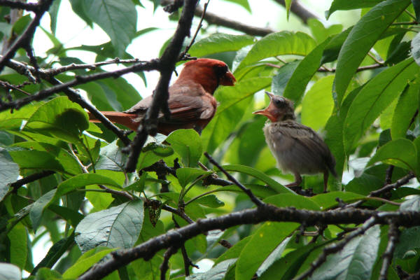 Cardinal and chick