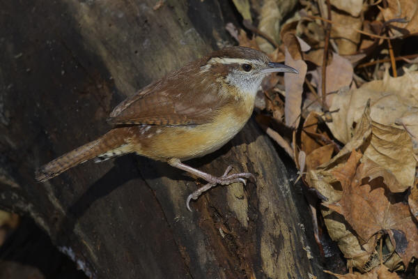 Carolina Wren