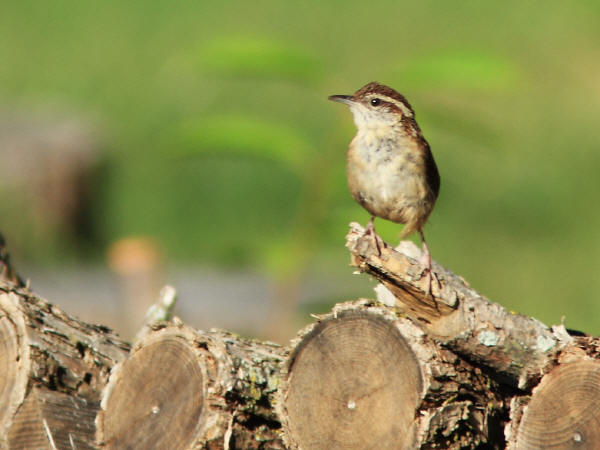 Carolina Wren