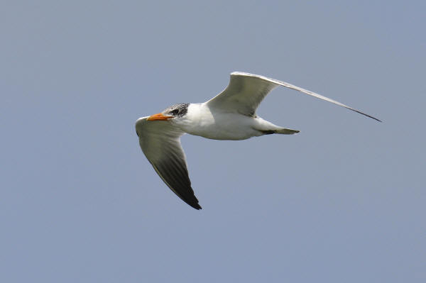 Caspian Tern