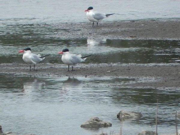 Caspian Terns