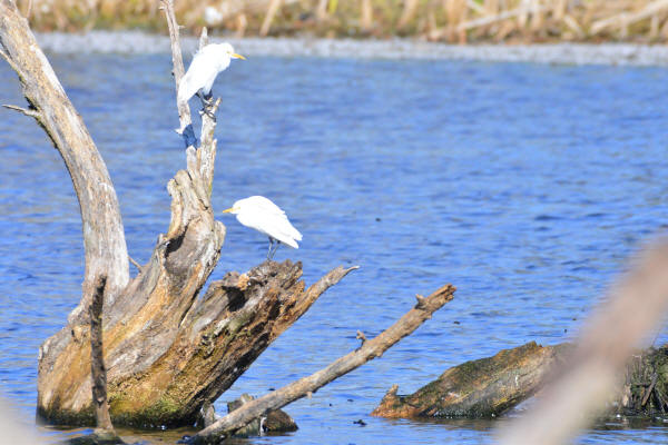 Cattle Egrets