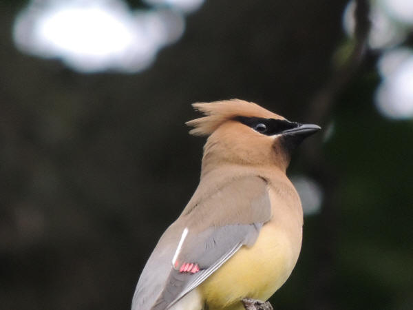 Cedar Waxwing