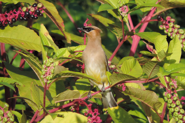 Cedar Waxwing