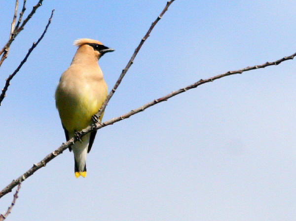 Cedar Waxwing