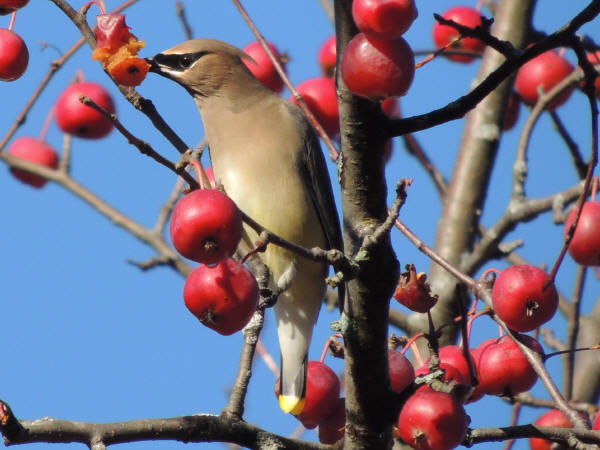 Cedar Waxwing