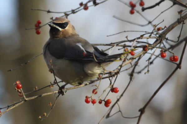 Cedar Waxwing