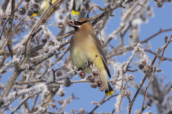 Cedar Waxwing