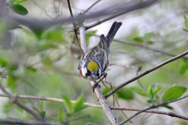 Chestnut-sided Warbler