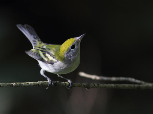 Chestnut-sided Warbler