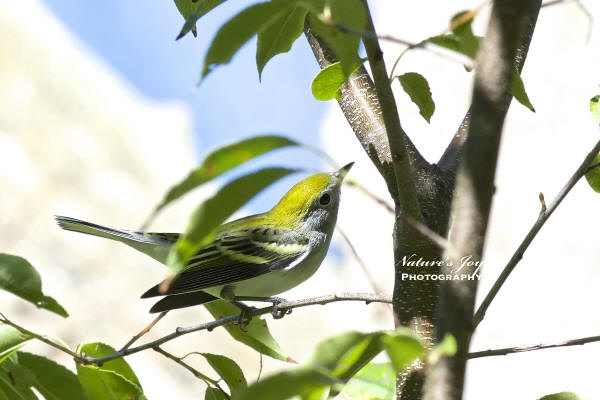 Chestnut-sided Warbler