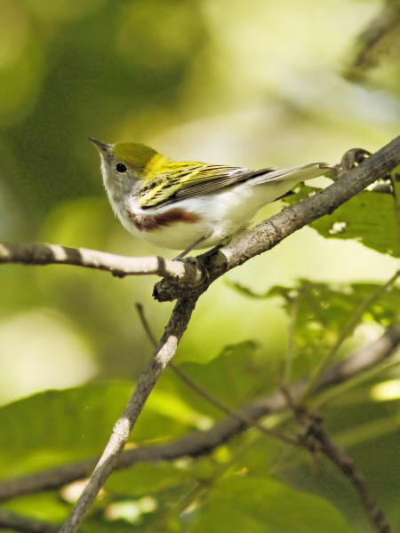 Chestniut-sided Warbler