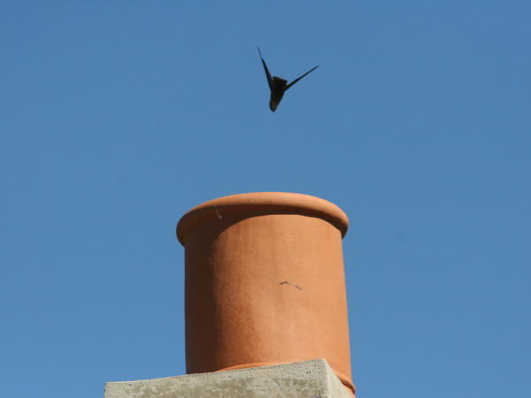 Chimney Swift