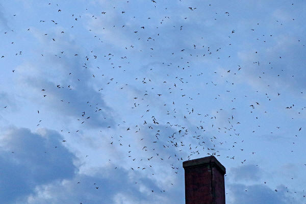 Chimney Swifts