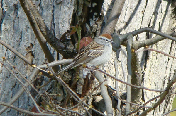 Chipping Sparrow