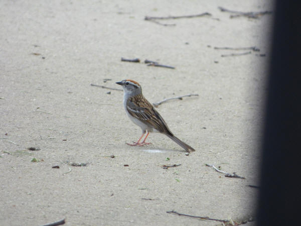 Chipping Sparrow