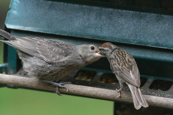 Chipping Sparrow feeding Brown-headed Cowbird
