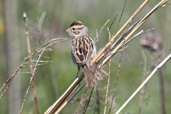 Clay-colored Sparrow