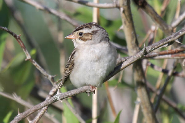 Clay-colored Sparrow