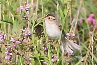 Clay-colored Sparrow