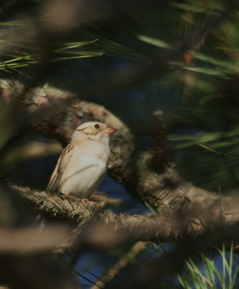 Clay-colored Sparrow