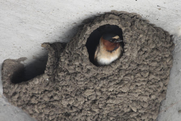 Cliff Swallow