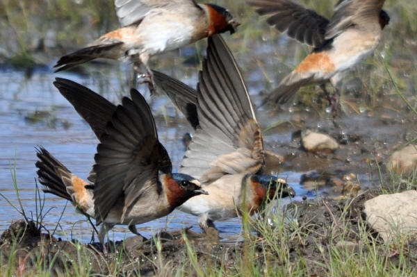 Cliff Swallows