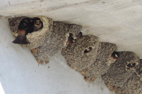 Cliff Swallows