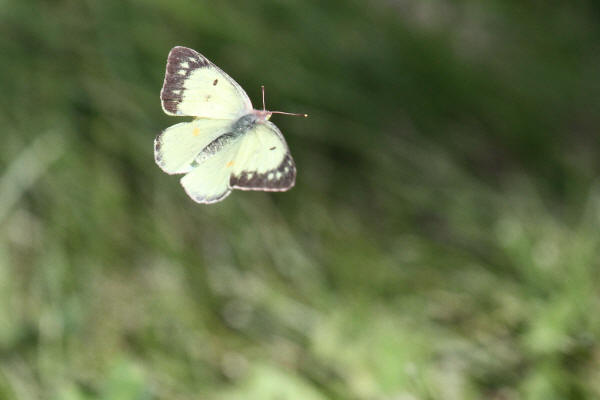 Clouded Sulphur Butterfly