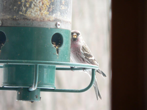 Common Redpoll - possible Hoary