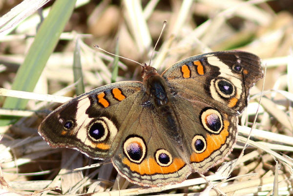 Common Buckeye