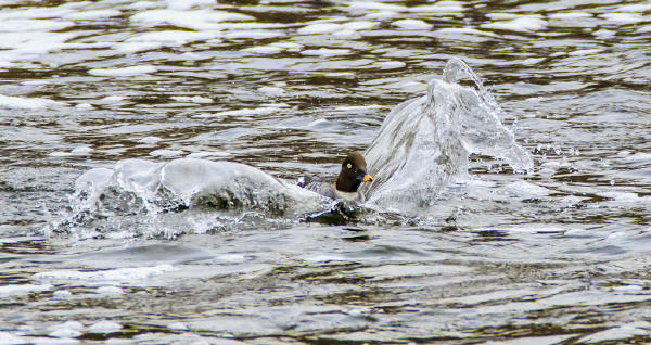 Common Goldeneye