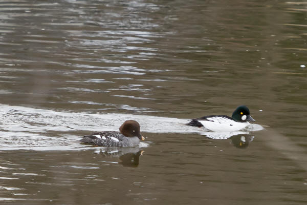 Common Goldeneye