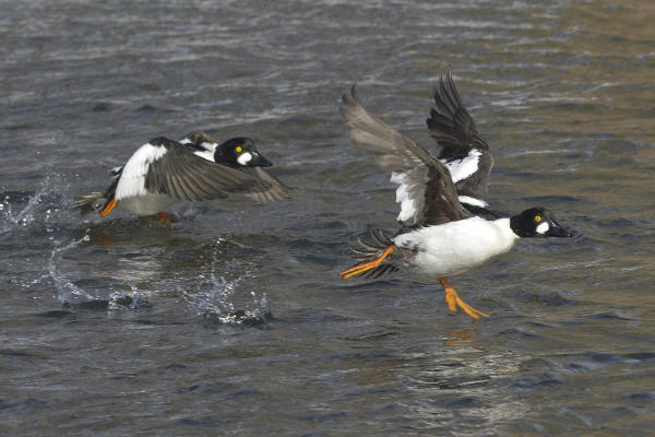 Common Goldeneye