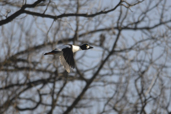 Common Goldeneye