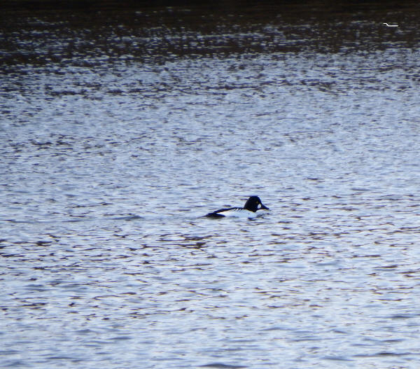 Common Goldeneye