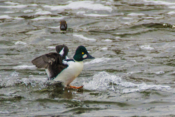 Common Goldeneye