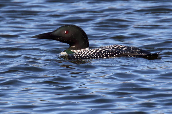 Common Loon